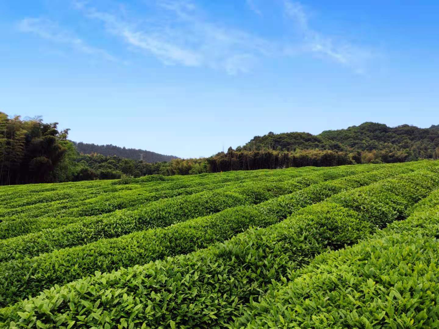 杭州墓地买哪个？余杭径山竹茶园价格多少钱？位置在哪？
