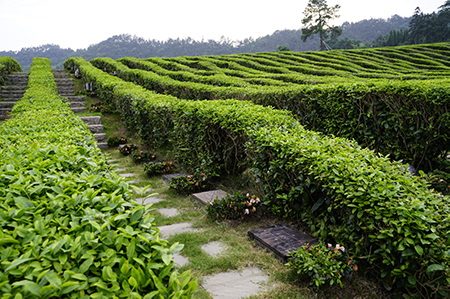 杭州哪里陵园能烧纸？径山竹茶园可以吗？