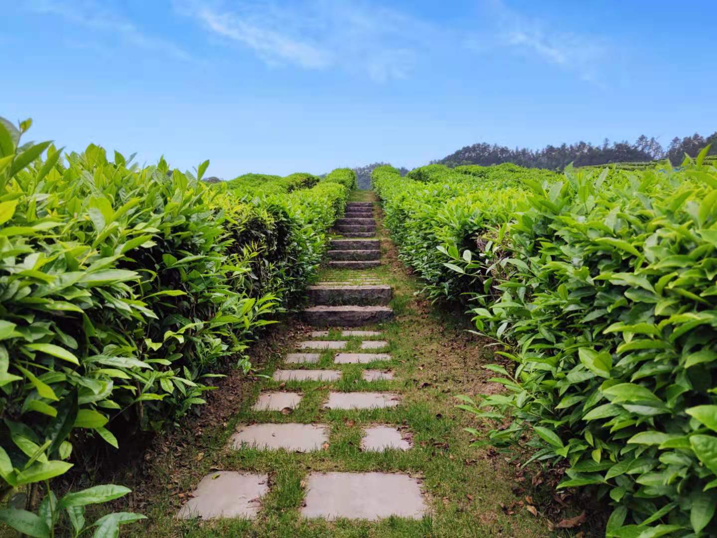 径山竹茶园风水怎么样？径山竹茶园环境好不好？径山竹茶园价位多少钱？